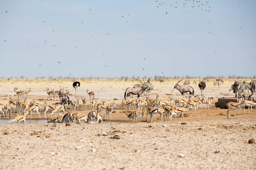 Wildlife in Etosha National Park